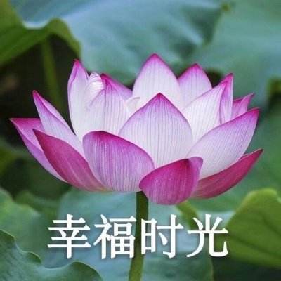 酒价内参3月25日价格发布 习酒君品跌幅居前,回落7元/瓶